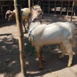Ngingok embek