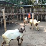 LKSA Panti Asuhan ’Aisyiyah Kabupaten Nganjuk Laksanakan Penyembelihan Hewan Qurban Semangat Berbagi di Hari Tasyrik,